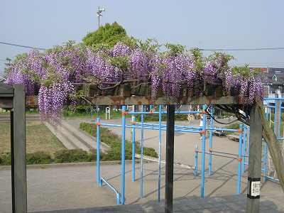 藤の花見(ほのか武蔵村山)